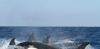 blue and white whales