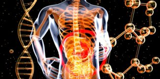 a 3d image of the human body and the structure of the body