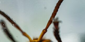 yellow and black bee on white surface
