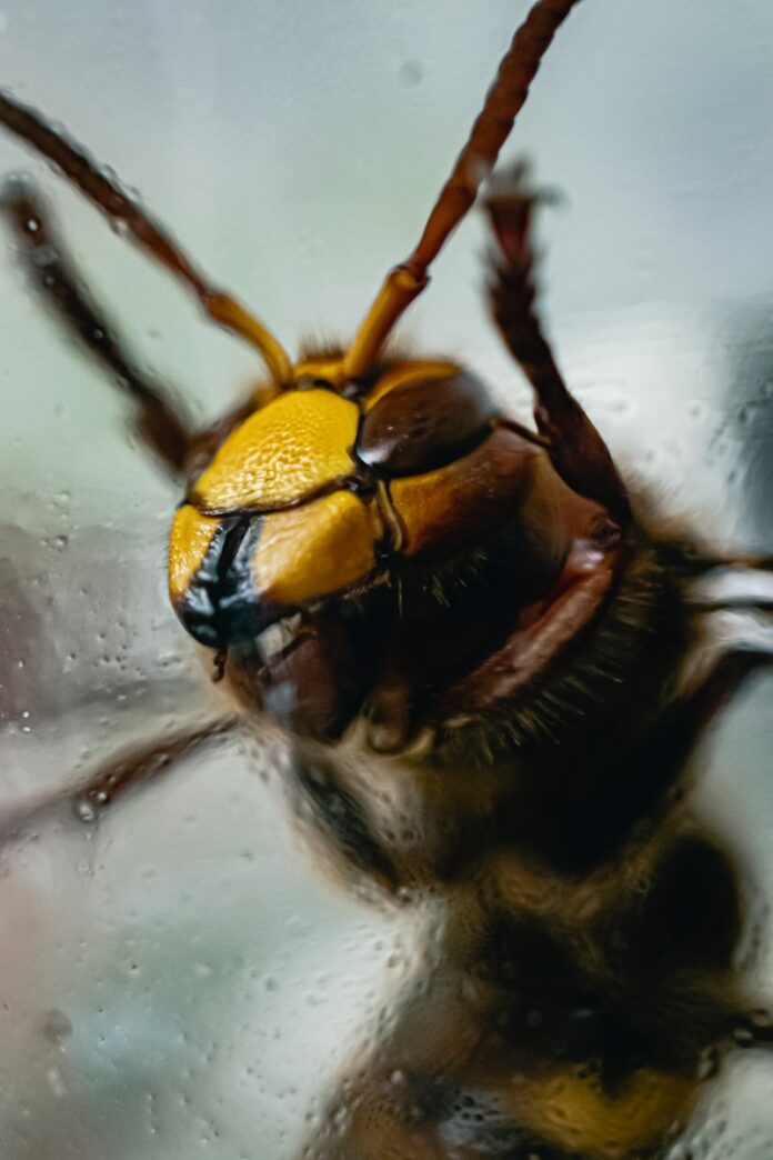yellow and black bee on white surface
