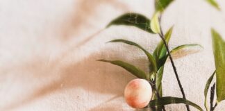 orange fruits on white textile
