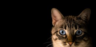 close up photo of tabby cat