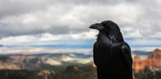 black crow on brown rock under cloudy sky at daytime