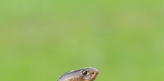 close-up photo of brown and gray snake