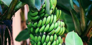 pile of green bananas