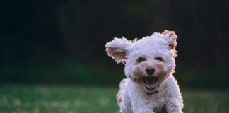 shallow focus photography of white shih tzu puppy running on the grass