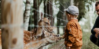 boy feeding a animal during daytime