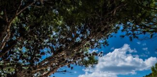 a beach with people laying on the sand and umbrellas