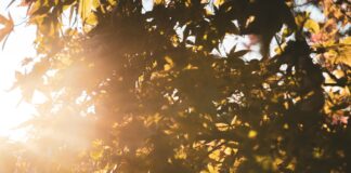 sun setting over the green and brown leaves