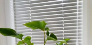 a potted plant sitting on top of a window sill