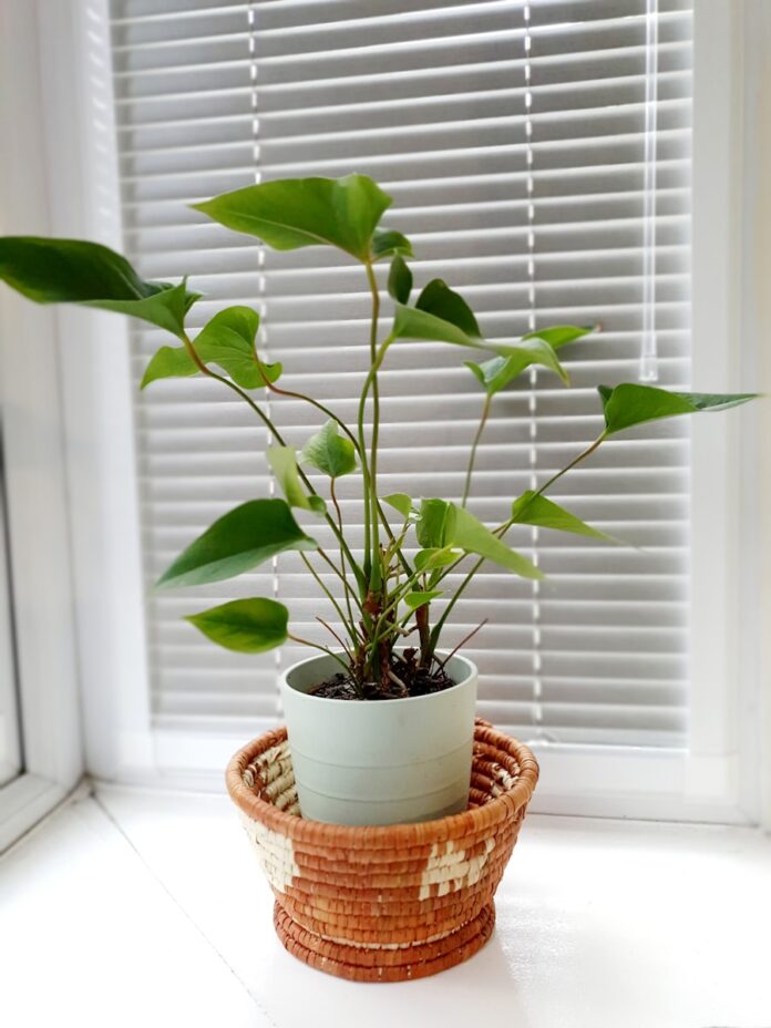 a potted plant sitting on top of a window sill