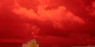 a tree in a field under a red sky