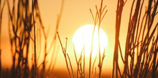 shallow focus photography of grains with sun