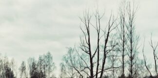 yellow and black house on brown grass field