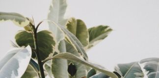green dumbcane plants on brown clay pot