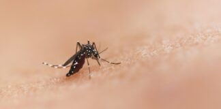 a close up of a mosquito on a human's skin