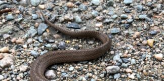 gray snake n gravel