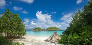 green trees on white sand beach during daytime