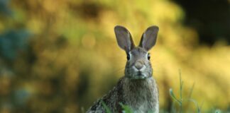 selective focus photography of brown rabbit