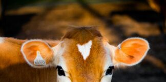 selective focus photography of brown cow