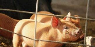 a small pig standing next to a fence