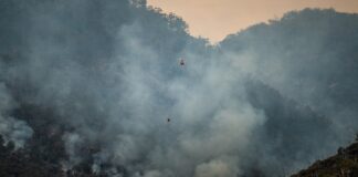 birds flying over the clouds