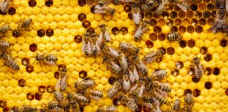 a bunch of bees that are on a beehive