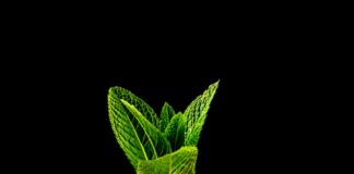 orange liquid in clear cocktail glass