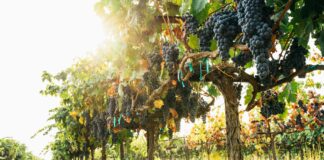 a group of trees with fruit