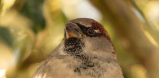 brown and white bird on tree branch