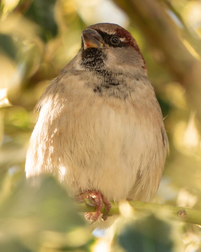 brown and white bird on tree branch
