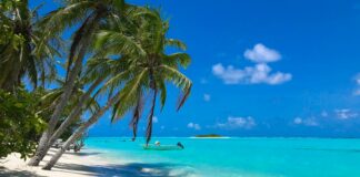 green palm tree on white sand beach during daytime