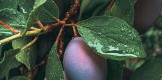 green and purple fruit with green leaves