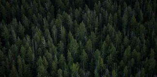 aerial view of tall trees