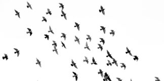 low angle photography of flock of silhouette of bird illustration