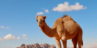 a camel standing in the middle of a desert