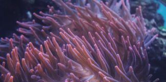 a close up of a sea anemone on a coral
