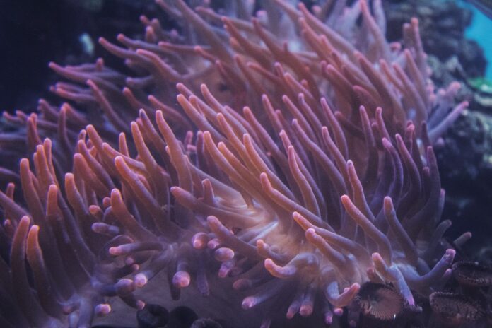 a close up of a sea anemone on a coral