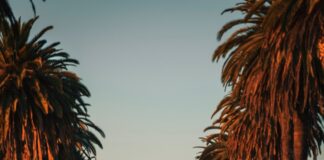 red vehicle on the road photograph