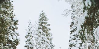 snow covered wooden house during daytime