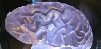 a close up of a plastic brain model