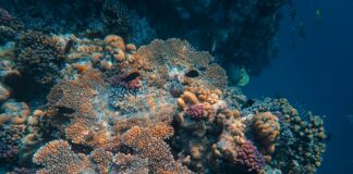 a group of fish swimming around a coral reef