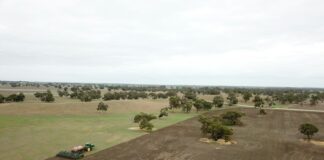 green trees in field near house