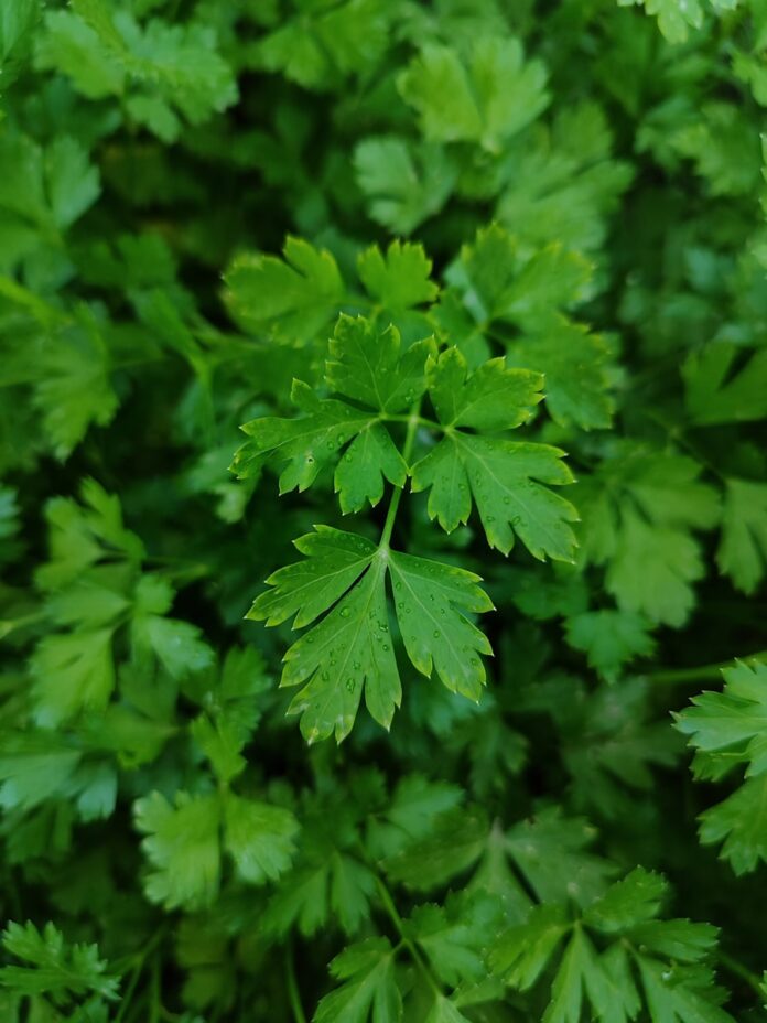 A close up of a bunch of green leaves