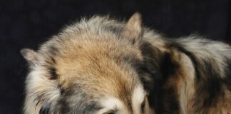 brown and white wolf lying on brown wooden floor