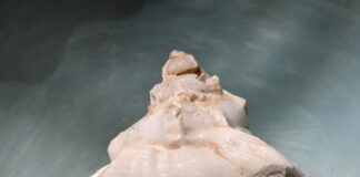 white seashell on black textile