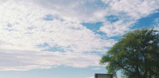 black wooden bench near green leaf trees under white clouds during daytime
