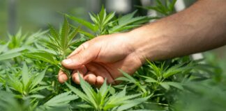 person holding green grass during daytime