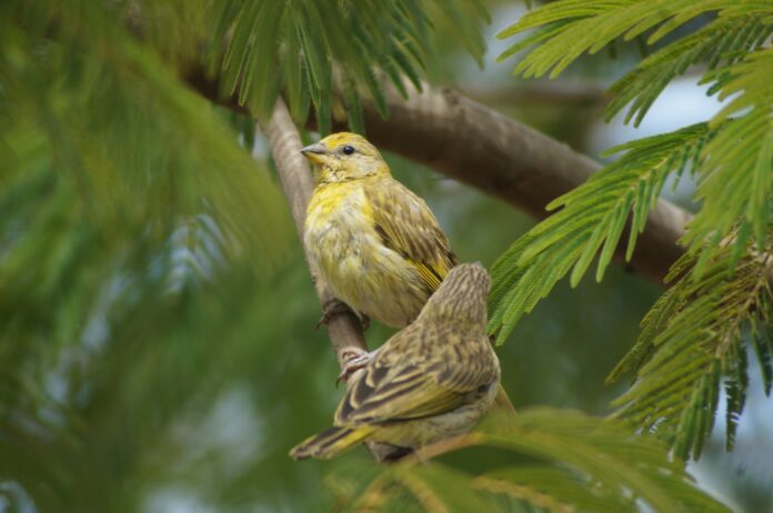Two birds perched on a branch of a pine tree