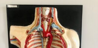 a medical model of the back of a human body